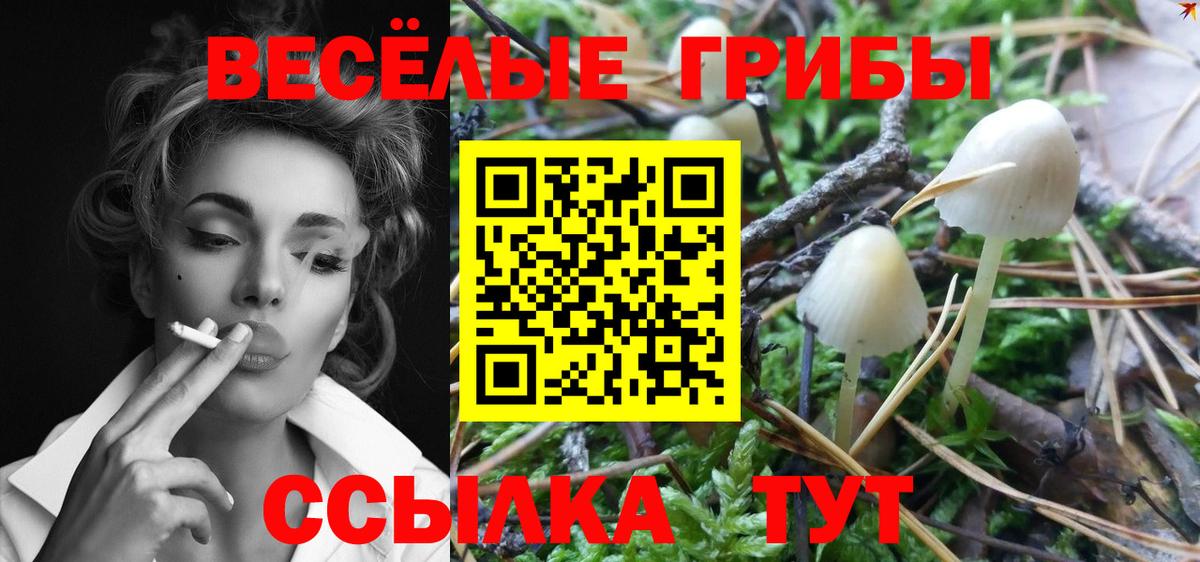 Галлюциногенные грибы Psilocybe Карабулак